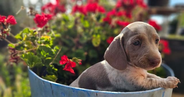 Dachshund Puppies media 4