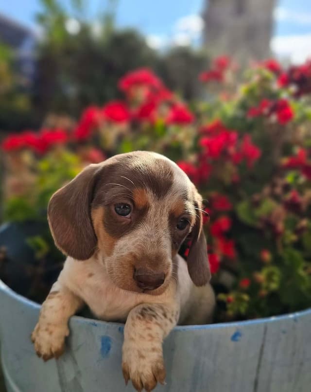 Dachshund Puppies media 6