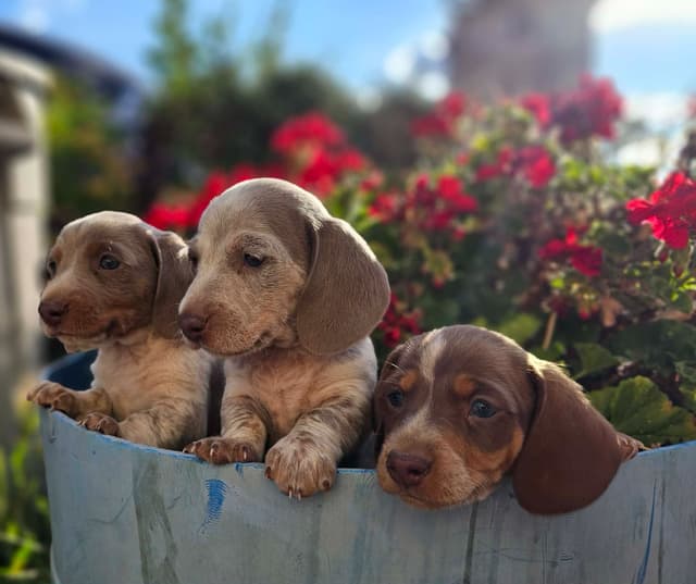 Dachshund Puppies media 5