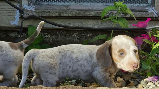 Dachshund Puppies media 8