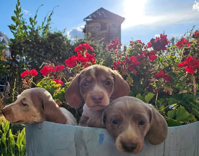 Dachshund Puppies media 10