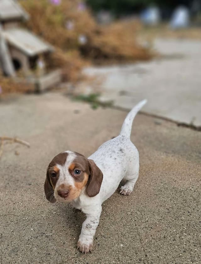 Dachshund Puppies media 9