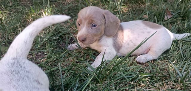 Dachshund Puppies media 12