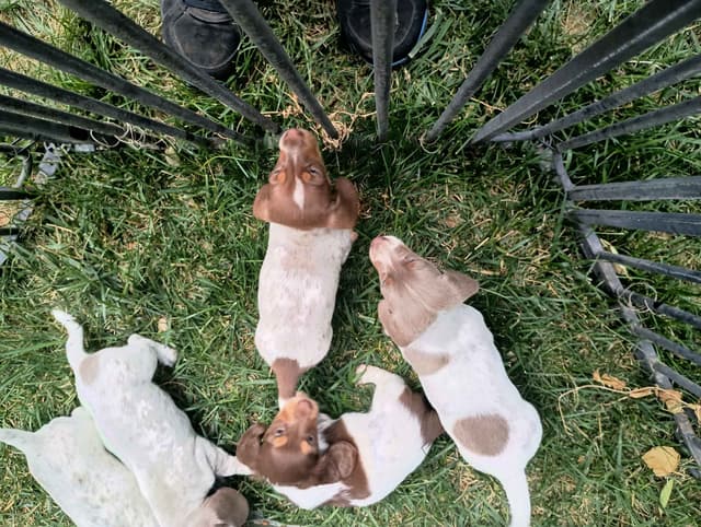 Dachshund Puppies media 14