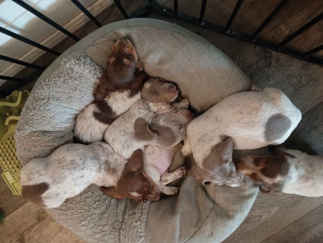 Dachshund Puppies media 15
