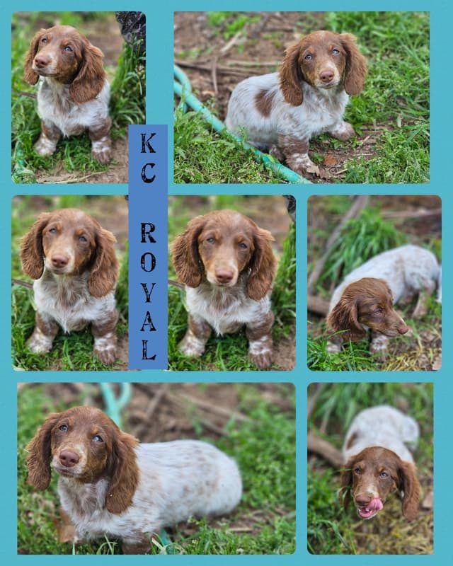Dachshund Puppies media 17