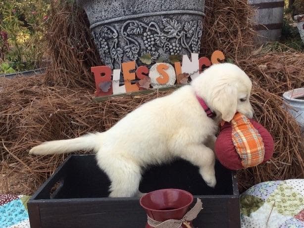 Elsa — English Cream Golden Retriever breeder image 6