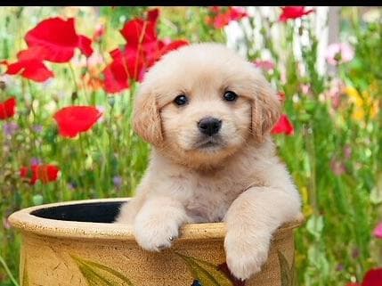Elsa — English Cream Golden Retriever breeder image 2