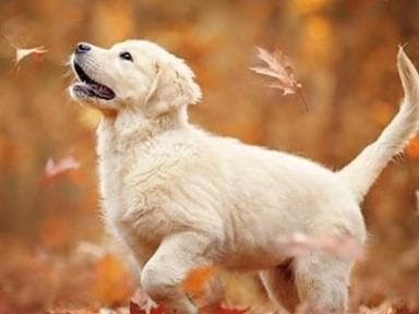Elsa — English Cream Golden Retriever breeder image 7