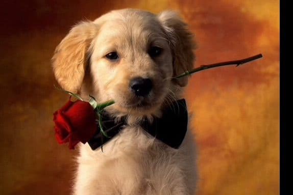 Elsa — English Cream Golden Retriever breeder image 5