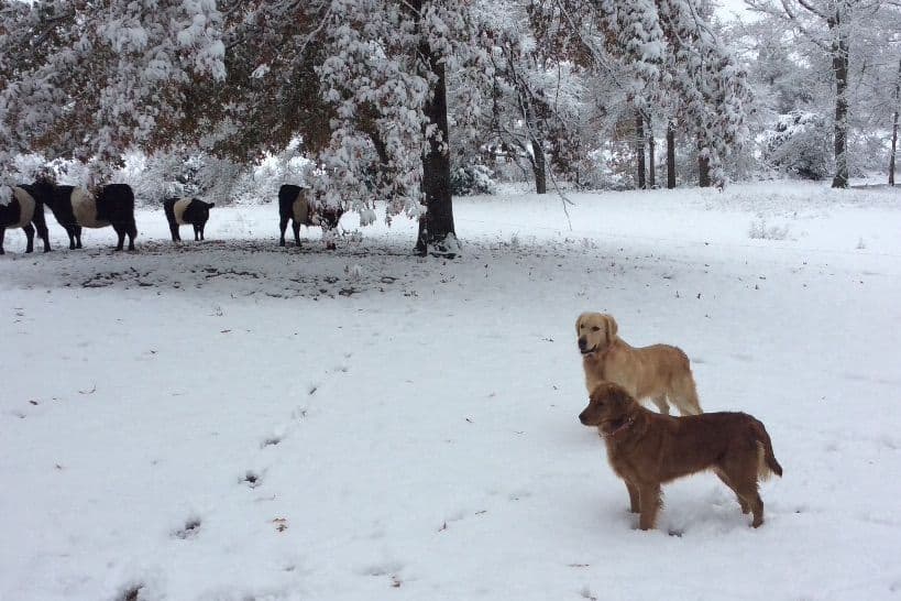 Elsa — English Cream Golden Retriever breeder image 4