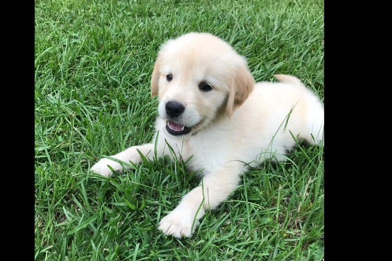 Elsa — English Cream Golden Retriever breeder image 3