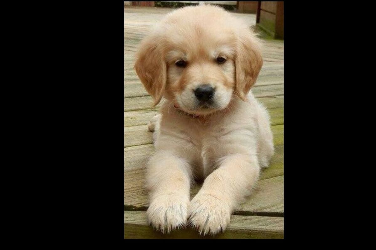 Elsa — English Cream Golden Retriever breeder image 8
