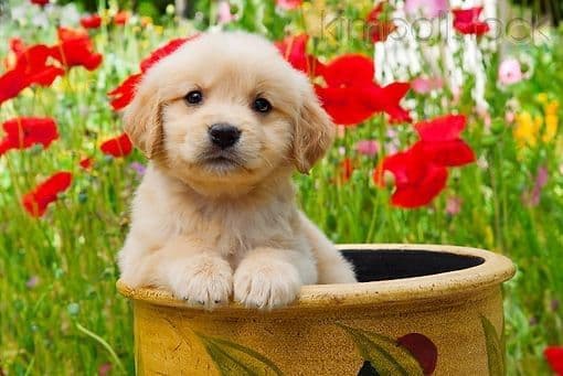 Elsa — English Cream Golden Retriever breeder image 12