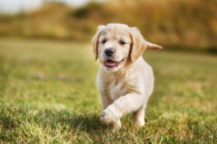 Elsa — English Cream Golden Retriever breeder image 10