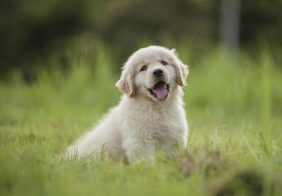 Elsa — English Cream Golden Retriever breeder image 1