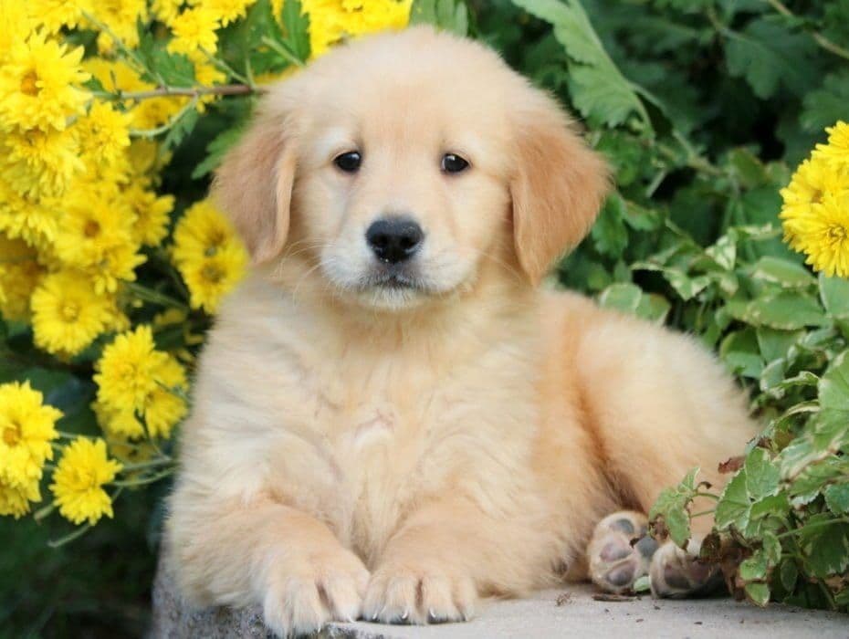 Elsa — English Cream Golden Retriever breeder image 11