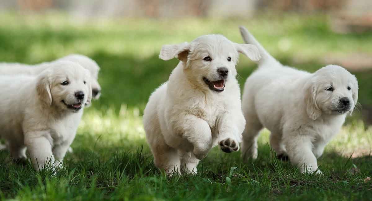 Elsa — English Cream Golden Retriever breeder image 9