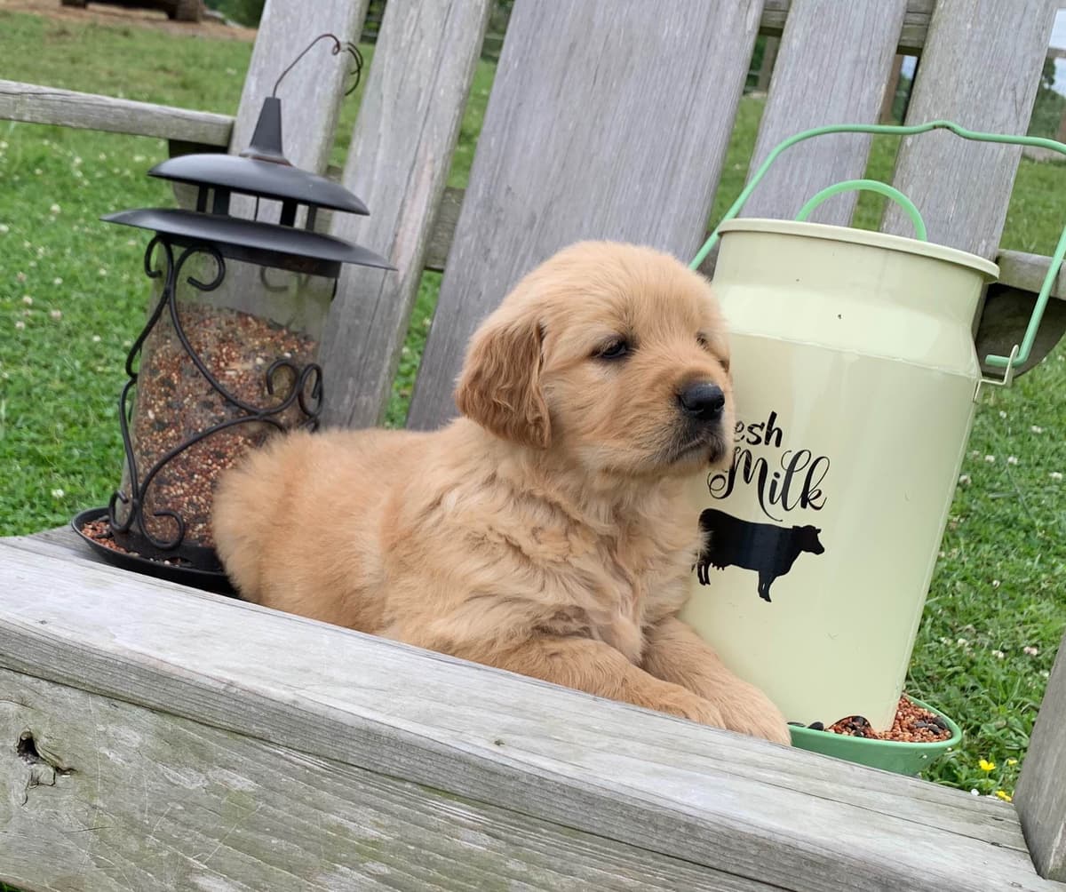 Elsa — English Cream Golden Retriever breeder image 13