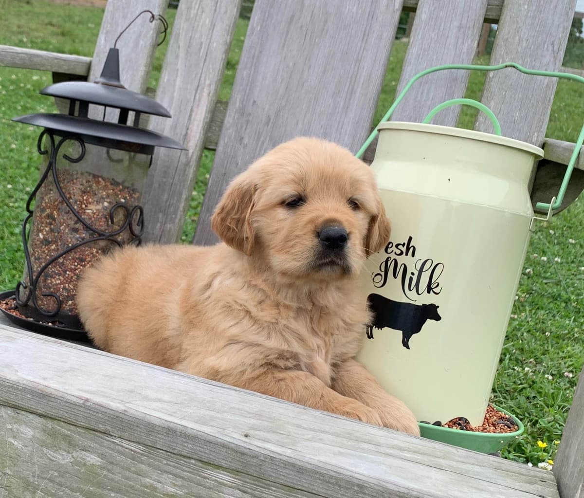 Elsa — English Cream Golden Retriever breeder image 14