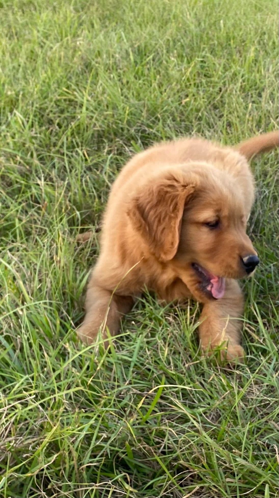 Elsa — English Cream Golden Retriever breeder image 15