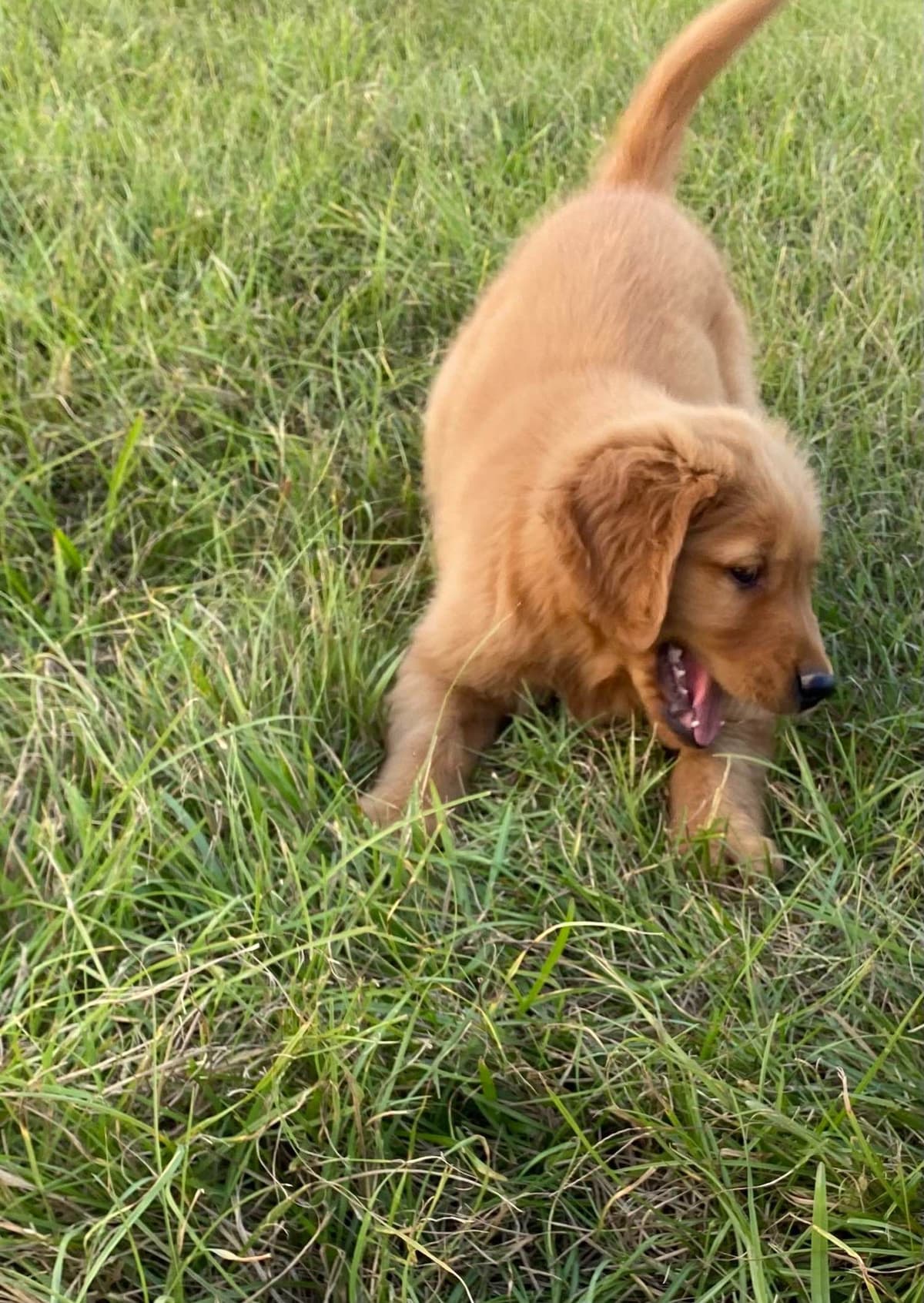 Elsa — English Cream Golden Retriever breeder image 16