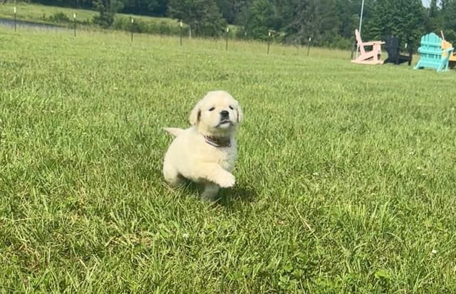 Golden Retriever Puppies media 2
