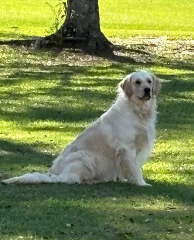 Golden Retriever Puppies media 3