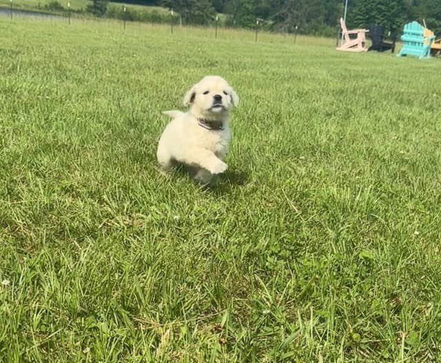 Golden Retriever Puppies media 4