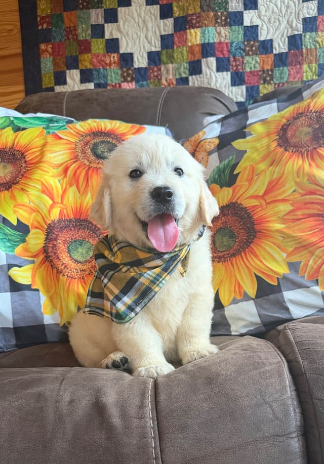 Golden Retriever Puppies media 5