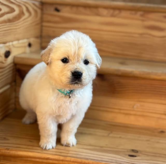 Golden Retriever Puppies media 6