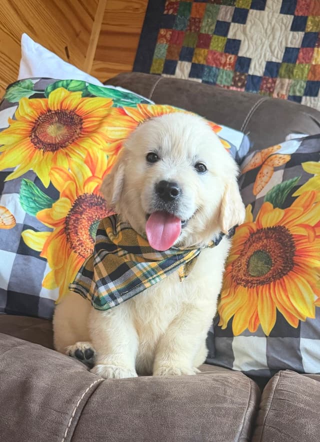Golden Retriever Puppies media 7
