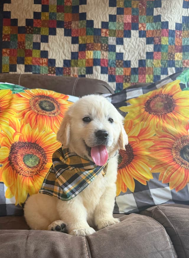Golden Retriever Puppies media 8