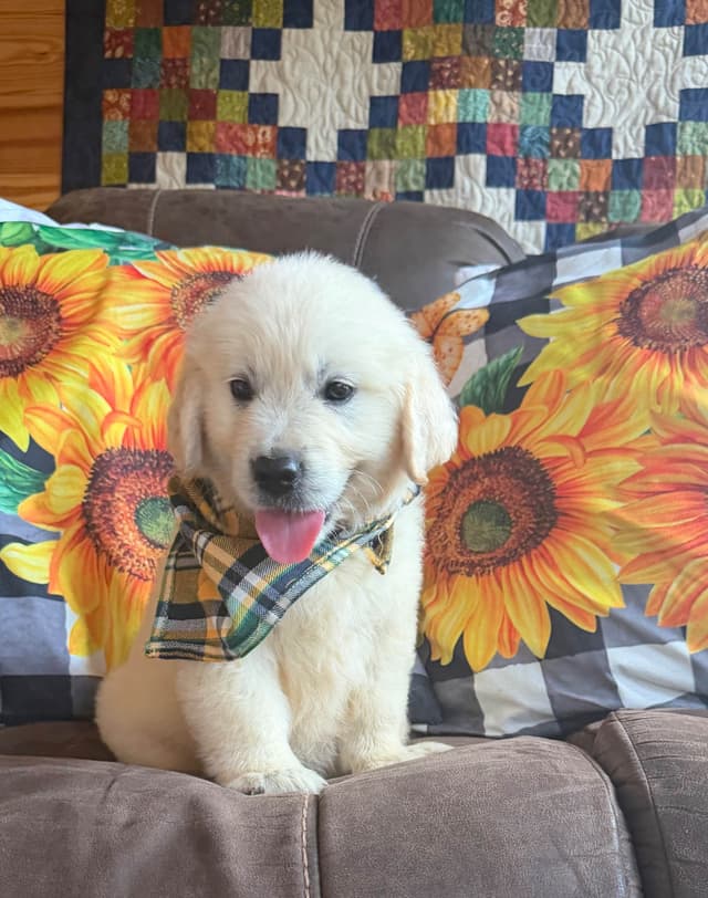 Golden Retriever Puppies media 9