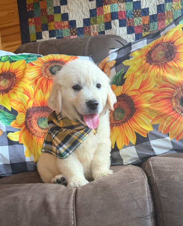 Golden Retriever Puppies media 10