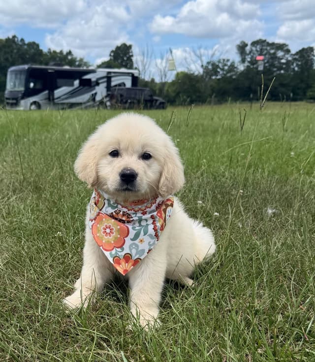 Elsa — English Cream Golden Retriever media 6