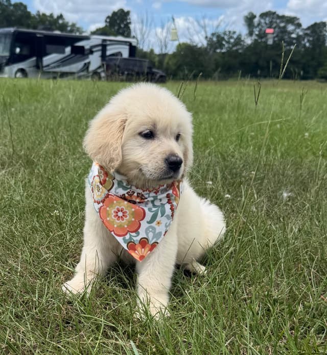 Elsa — English Cream Golden Retriever media 7