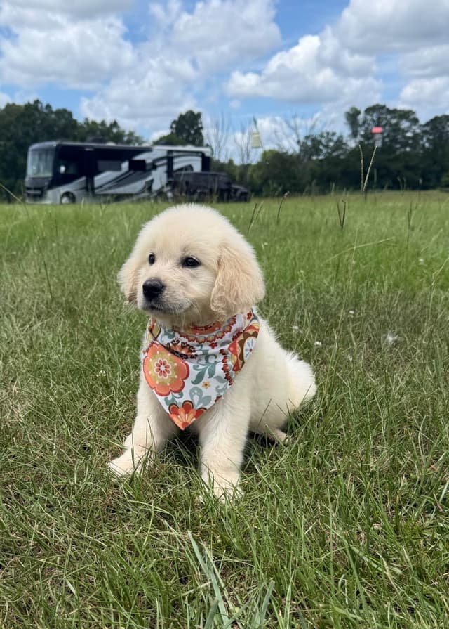 Elsa — English Cream Golden Retriever media 8