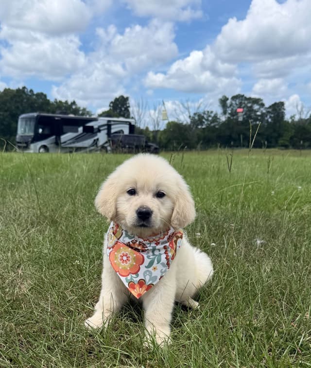 Elsa — English Cream Golden Retriever media 9