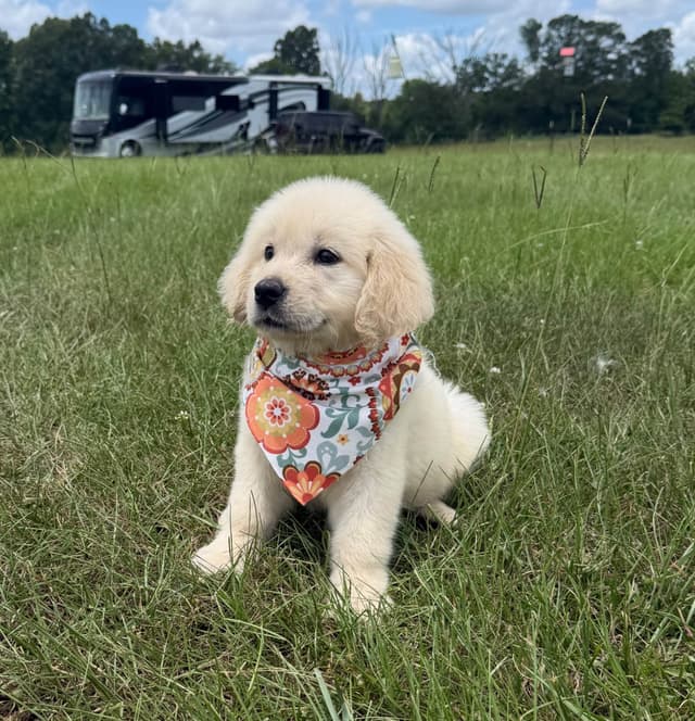 Elsa — English Cream Golden Retriever media 10