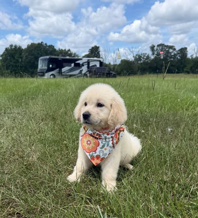 Elsa — English Cream Golden Retriever media 14