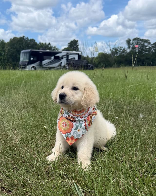 Elsa — English Cream Golden Retriever media 12