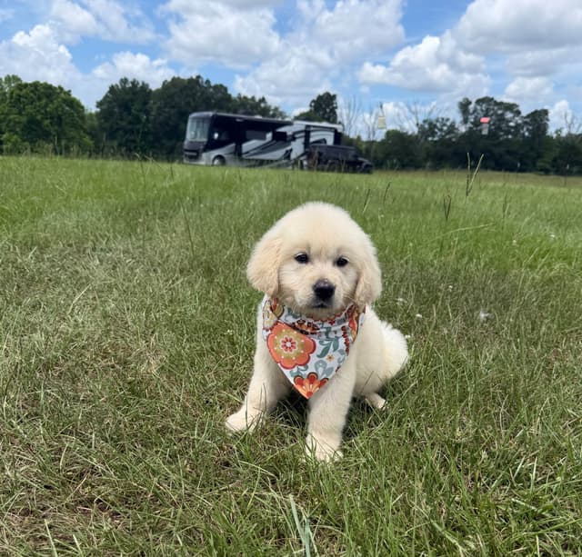 Elsa — English Cream Golden Retriever media 11