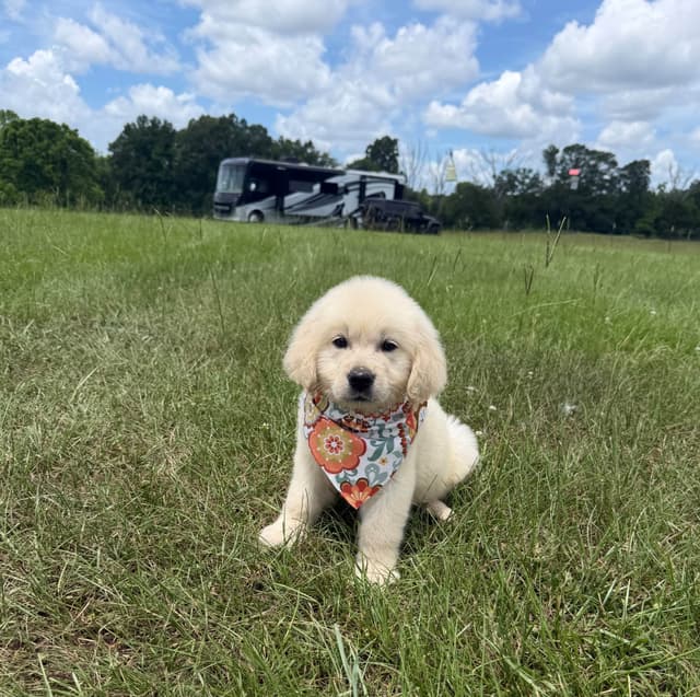 Elsa — English Cream Golden Retriever media 15