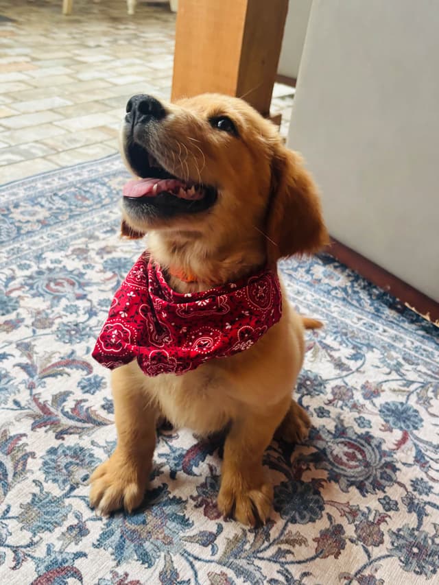 Hank — Dark Red Golden Retriever, Hard to find media 3