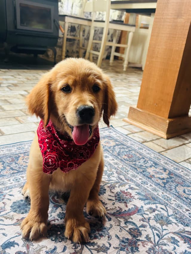 Hank — Dark Red Golden Retriever, Hard to find media 4