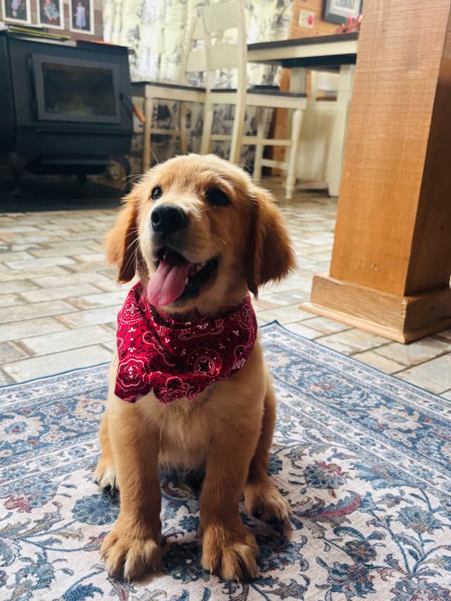Hank — Dark Red Golden Retriever, Hard to find media 5