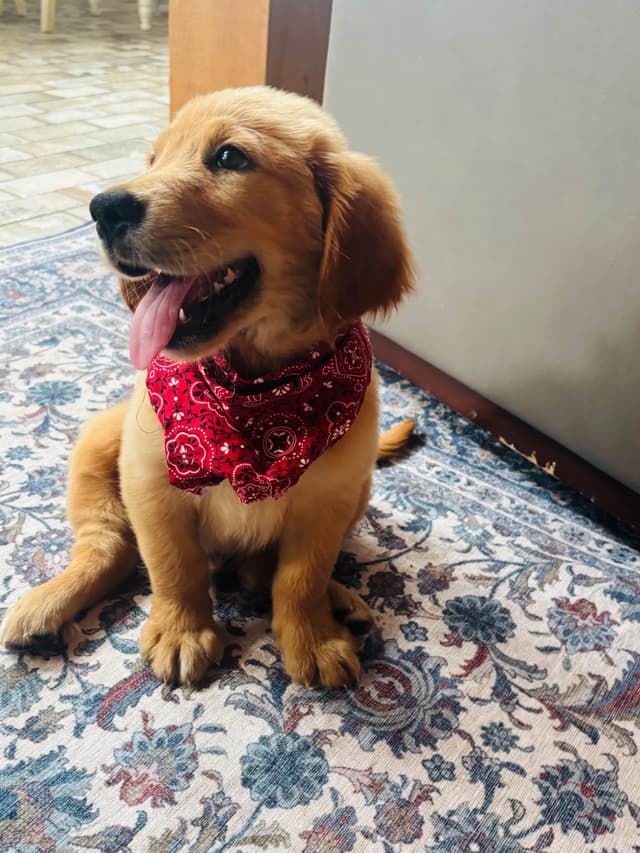 Hank — Dark Red Golden Retriever, Hard to find media 6
