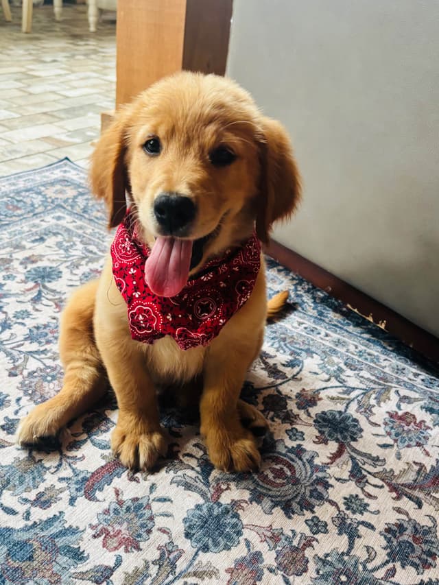 Hank — Dark Red Golden Retriever, Hard to find media 7