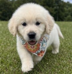 Elsa — English Cream Golden Retriever media 2